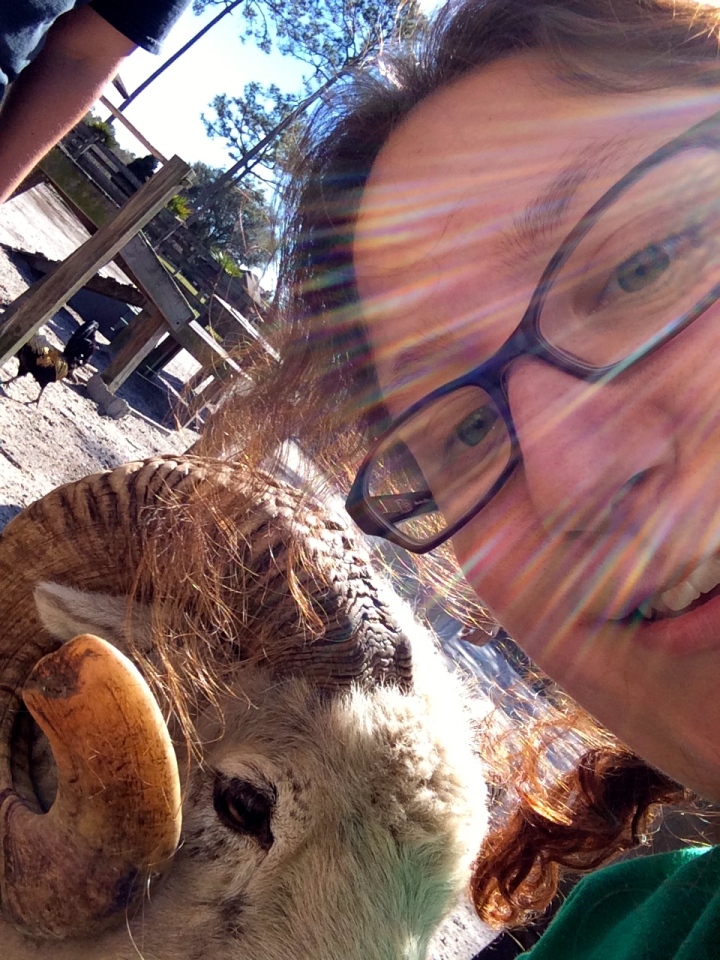 Weirdo taking a selfie with a sheep