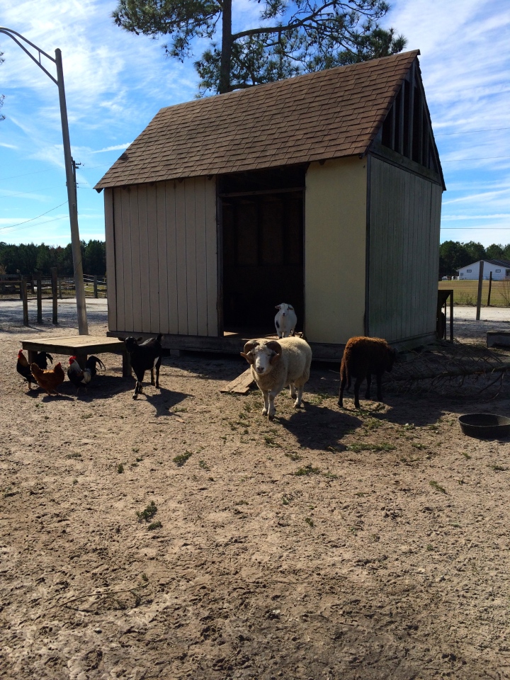 On CJ Acres Animal Rescue Farm!